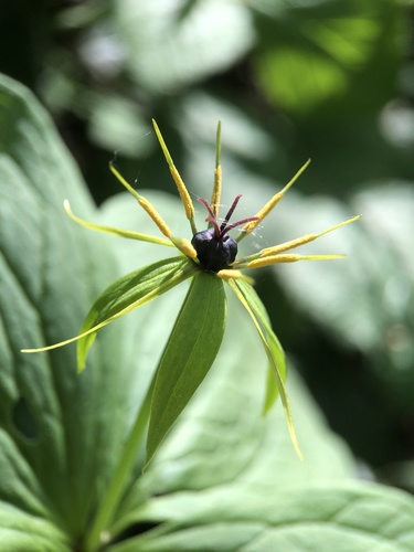 Herb Paris
