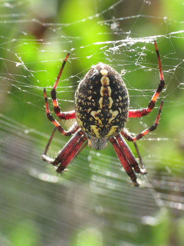 Western Spotted Orbweaver