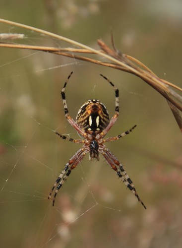 Western Spotted Orbweaver