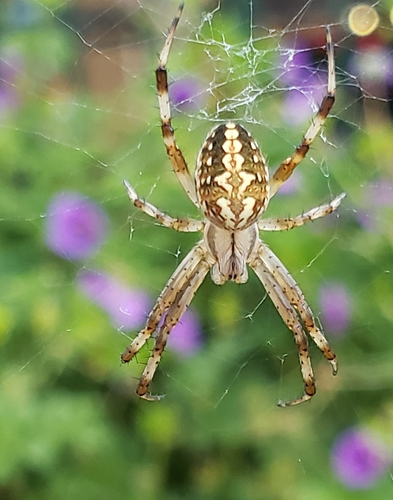 Western Spotted Orbweaver