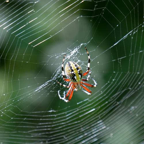 Western Spotted Orbweaver