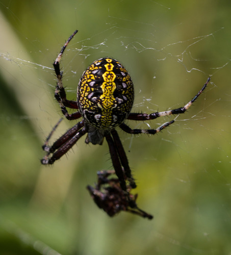 Western Spotted Orbweaver
