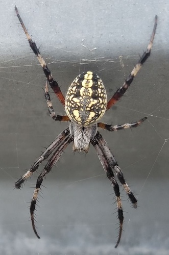 Western Spotted Orbweaver