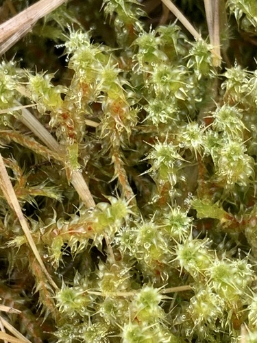 Square Gooseneck Moss