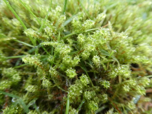 Square Gooseneck Moss