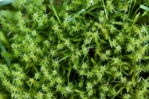 Square Gooseneck Moss