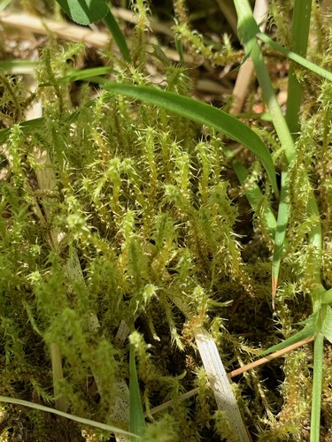 Square Gooseneck Moss