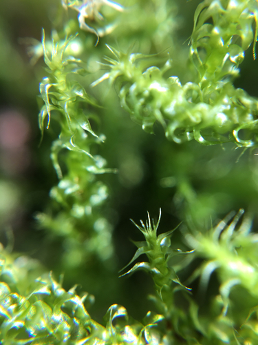Square Gooseneck Moss