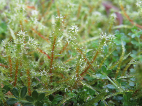 Square Gooseneck Moss