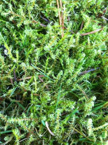 Square Gooseneck Moss