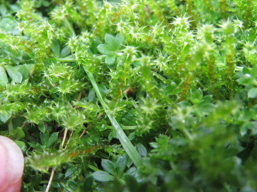Square Gooseneck Moss