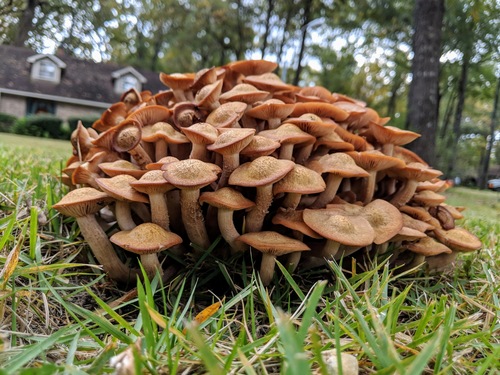 Ringless Honey Mushroom