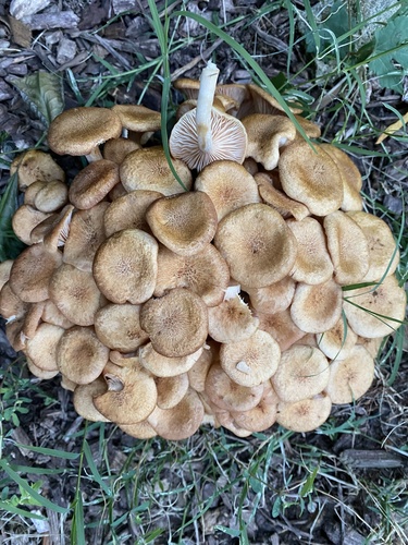 Ringless Honey Mushroom