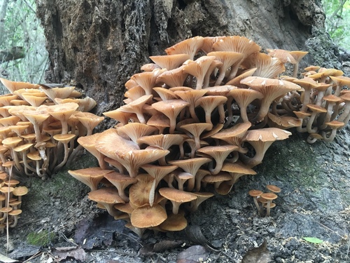 Ringless Honey Mushroom