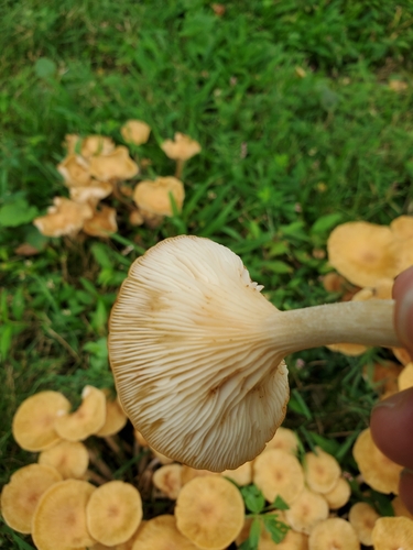 Ringless Honey Mushroom