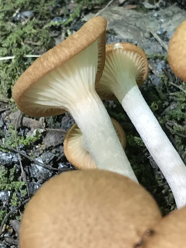 Ringless Honey Mushroom