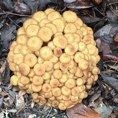 Ringless Honey Mushroom