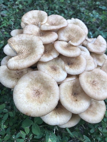 Ringless Honey Mushroom