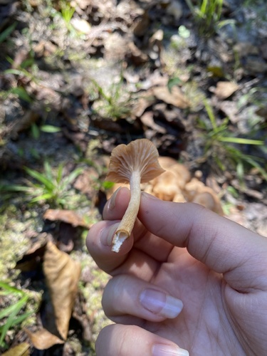 Ringless Honey Mushroom