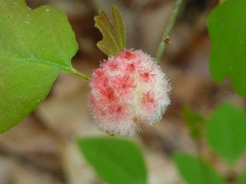 Wool Sower Gall Wasp