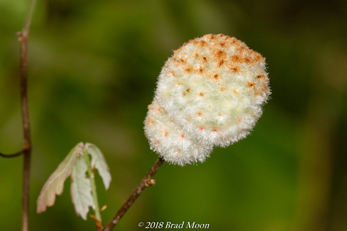 Wool Sower Gall Wasp