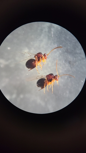 Wool Sower Gall Wasp