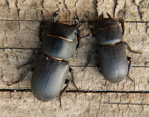Lesser Stag Beetle