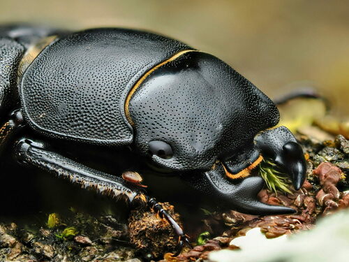 Lesser Stag Beetle