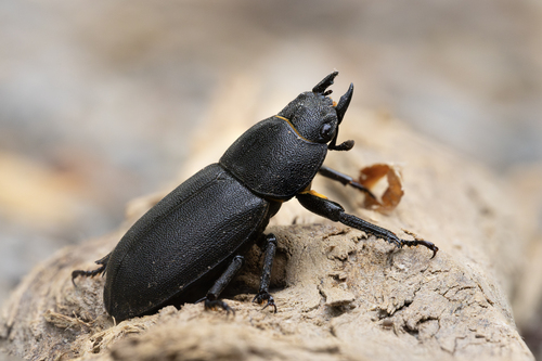 Lesser Stag Beetle