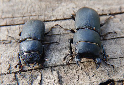 Lesser Stag Beetle