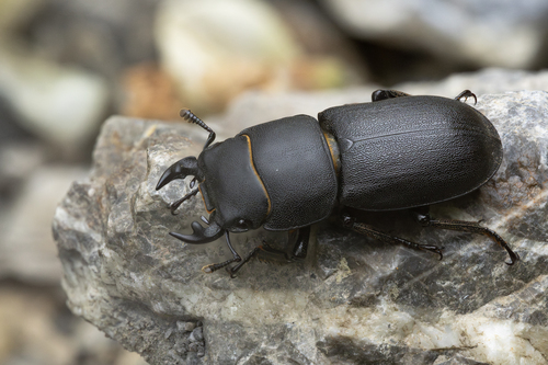 Lesser Stag Beetle