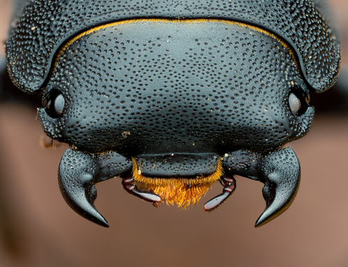 Lesser Stag Beetle