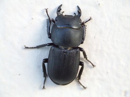 Lesser Stag Beetle