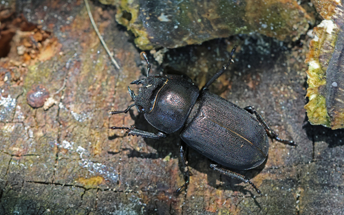 Lesser Stag Beetle