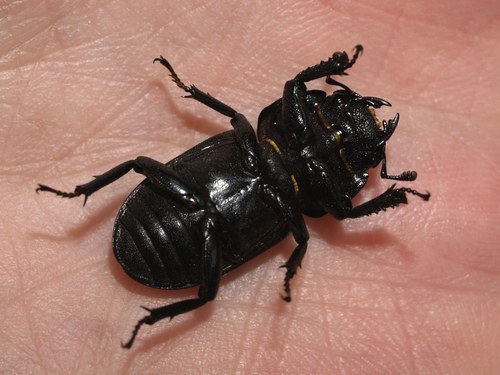 Lesser Stag Beetle