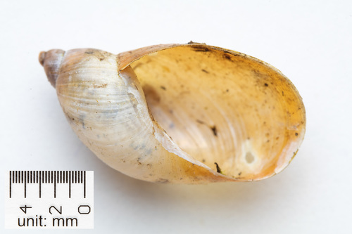 Common European Ambersnail