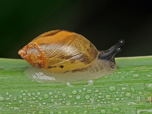 Common European Ambersnail