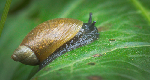 Common European Ambersnail