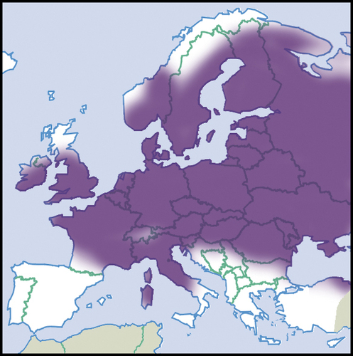 Common European Ambersnail