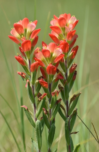 Texas Paintbrush