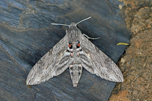 Convolvulus Hawkmoth