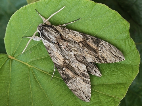 Convolvulus Hawkmoth