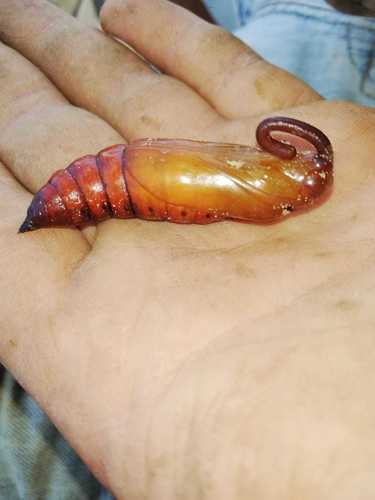 Convolvulus Hawkmoth