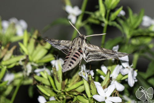 Convolvulus Hawkmoth