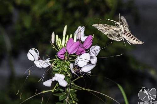 Convolvulus Hawkmoth