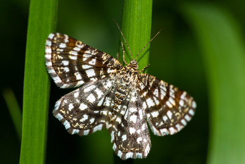 Latticed Heath