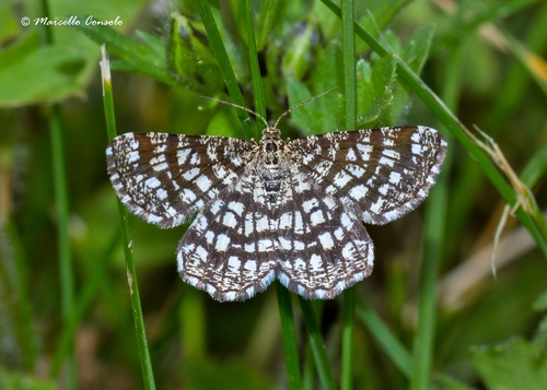 Latticed Heath
