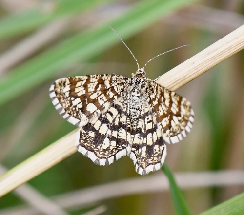 Latticed Heath