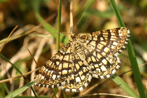 Latticed Heath