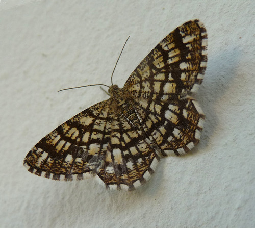 Latticed Heath